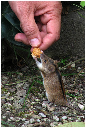Alimentando a un ratón
