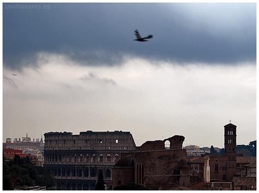 Coliseo y gaviota