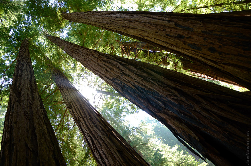 Muir Woods || Nikon D7000 | 1/100s | f/5 | ISO 800 | a pulso